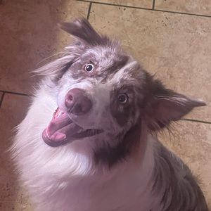 Meet your Posher, Bree